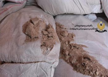 زیاتر لە 25 تۆن کەپەکی گەنمەشامی گەڕێندرایەوە