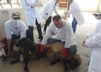 هەڵمەتی كوتانی ئاژەڵان به‌رده‌وامه‌