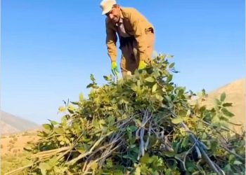 لە دەڤەری بارزان وەرزی چلوو بڕین دەستیپێكرد