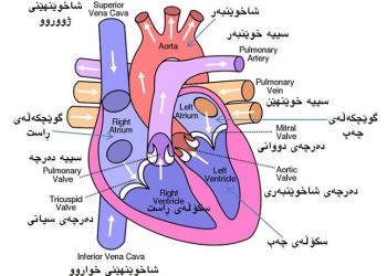 دڵی مرۆڤ چۆن كار دەكات