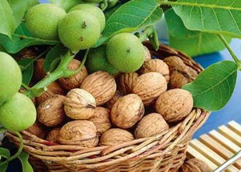 وەرزی تەکاندنی گوێز دەستیپێکرد