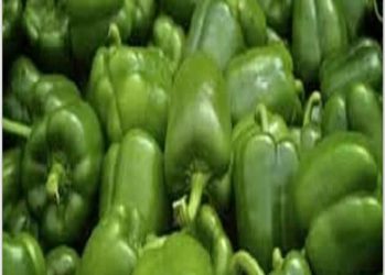 سوودە سەرسوڕهێنەرەكانی بیبەری سەوز بزانە