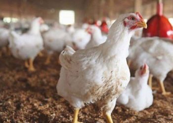 لە ئیدارەی سۆران ساڵانە 40 هەزار تەن خۆراک دەدرێته‌ پەلەوەر