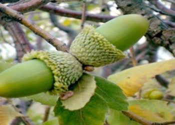 كەس نازانێ بەرهەمی خۆرسكی دارستانەكانی ئیدارەی سۆران چەندە
