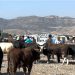 نرخی ڕەشەوڵاغ و ئاژەڵی ماڵی دوو بەرامبەر بە ساڵانی ڕابردوو بەرزبووەتەوە