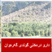 بەدواداچوون بۆ هەواڵیکى زارى کرمانجى دەکرێت