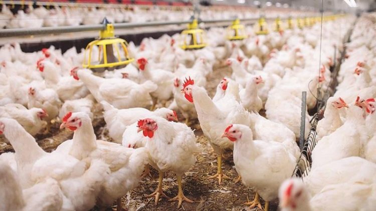 جۆرێکى نەخۆشى ڤایرۆسى لەناو کێڵگە پەلەوەرییەکان بڵاوبووەتەوە
