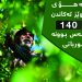 بەهۆی گوێز تەكاندن؛ 140 كەس بوونە قوربانی