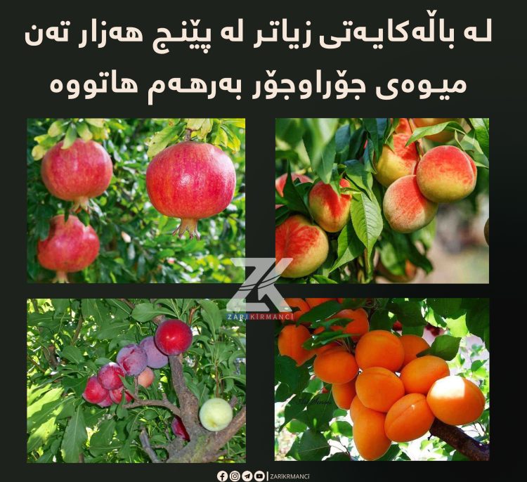 لە باڵەکایەتى زیاتر لە پێنج هەزار تەن میوەى جۆراوجۆر بەرهەم هاتووە