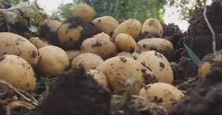لە ئێران كیسەی پەتاتە بە خۆڵەوە هاوردەی بازاڕەكانی هەرێمی كوردستان دەكرێت