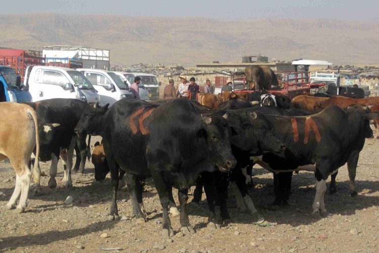 نرخی ئاژەڵی خۆماڵی ڕووی لە دابەزین كردووە