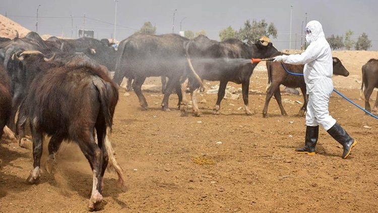 حاڵەتێکى نوێی تاى خوێنبەربوون لە هەولێر تۆمارکرا