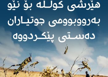 كوللە زیان بە بەرووبوومی جوتیارانی ئیدارەی سۆران دەگەینێت