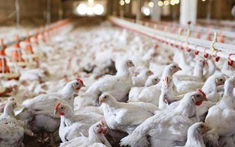خواست لەسەر گۆشتی سپی زیادی کردووە