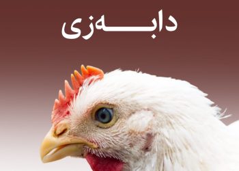 نرخی مریشكی زیندوو زیاتر دابەزی