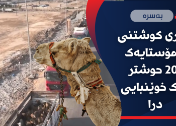 پارێزگای بەسرە؛ لەبری كوشتنی مامۆستایەك 200 حوشتر وەك خوێنبایی درا