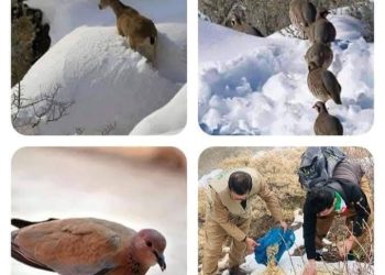 بانگەوازێك لە رێكخراوی وار بۆ پاراستنی ژینگە
