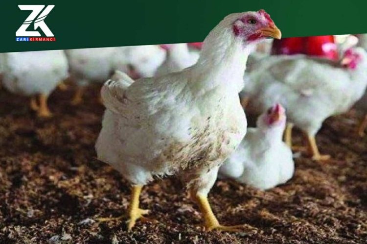 نرخی مریشكی زیندوو دابەزی