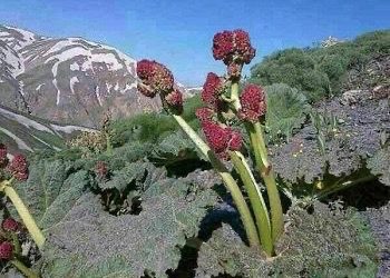 چی دەزانیت لەبارەی سوود و زیانەکانی ڕێواس