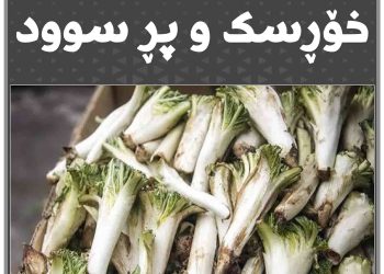 كەنگر ڕووەكێكی خۆڕسك و پڕ سوود
