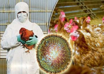 یەکەم حاڵەتی ئەنفلۆنزای باڵندەی H9N2 لە مرۆڤ لە ئەوروپا لە ئیتاڵیا دەستنیشانکرا