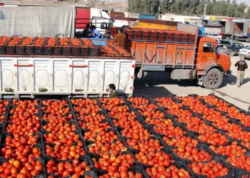وەزارەتی کشتوکاڵ قەدەغە لەسەر بەرهەمێکی گرنگ لادەبات