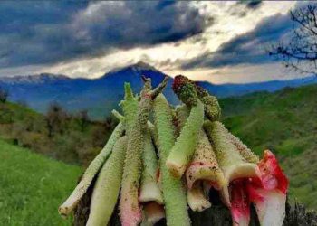 سوودە تەندروستیەکانی ڕێواس