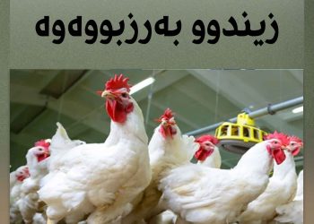 نرخی مریشكی زیندوو زیاتر بەرزبووەوە