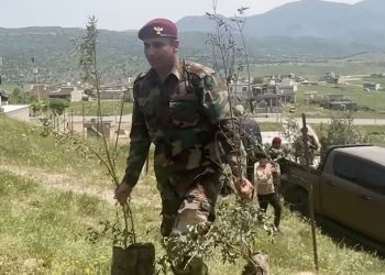 سەدان دار زەیتوون لە شارەدێی مەزنێ دەچێندرێن