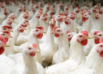 لە ئیدارەی سۆران نرخی مریشكی زیندوو بەرزدەبێتەوە 