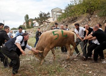 لـە تـوركـیا؛ ئاژەڵەكان مرۆڤ دەكەنە قوربانی