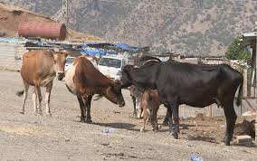 نزیكەی 500 سەر ئاژەڵ لە سەربڕخانەی سۆران كراونەتە قوربانی