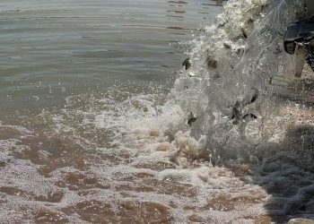 زیاتر لە سێ ملیۆن پەنجەماسی دەخرێنە نێو بەنداوەکانەوە