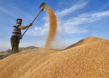 دوای ڕەتكردنەوەی بەغدا، هەرێم گەنمی جووتیاران بۆ دەرەوەی وڵات دەنێرێت