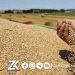 زیاتر لە چوار ملیۆن تۆن گەنم لە جوتیارانی عێراق و هەرێم وەرگیراوە