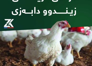 نرخی مریشكی زیندوو دابەزی