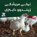 نرخی مریشكی زیندوو دابەزی