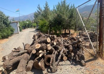 لە گوندێكی قەزای سیدەكان دەستبەسەر كۆمەڵێك داری تەڕ داگیرا