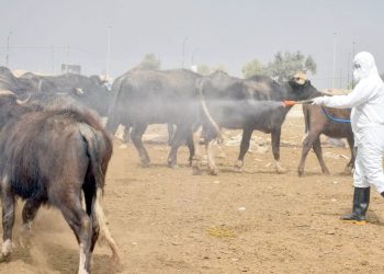 هەڵمەتی لەناوبردنی مشەخۆرە دەرەكییەكان دەست پێدەكات