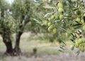 وەزیری کشتوکاڵ: ساڵانە لە هەرێمی کوردستان نزیکەی 8 هەزار تۆن زەیتوون بەرهەمدەهێندرێت