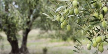 وەزیری کشتوکاڵ: ساڵانە لە هەرێمی کوردستان نزیکەی 8 هەزار تۆن زەیتوون بەرهەمدەهێندرێت