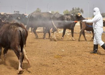 بۆ ڕێگری لە تای خوێنبەربوون؛ سەدان هەزار سەر ئاژەڵ لە کوردستان دەکوترێن