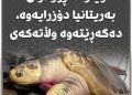 کیسەڵێکی دەگمەن لە وێڵز لە ڕۆژئاوای بەریتانیا دۆزرایەوە، دەگەڕێتەوە وڵاتەکەی