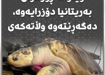 کیسەڵێکی دەگمەن لە وێڵز لە ڕۆژئاوای بەریتانیا دۆزرایەوە، دەگەڕێتەوە وڵاتەکەی
