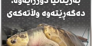 کیسەڵێکی دەگمەن لە وێڵز لە ڕۆژئاوای بەریتانیا دۆزرایەوە، دەگەڕێتەوە وڵاتەکەی