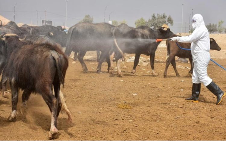 لە سەرەتای ساڵەوە تائێستا ١٤٥ تووشبوو ٩ مردن بە تای خوێنەبەربوون تۆمار كراون