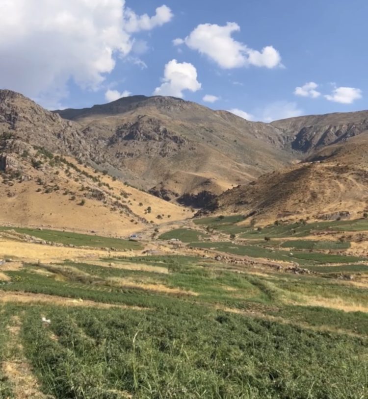 لە ئیدارەی سۆران بەرهەمی تەماتەی جوتیاران تووشی نەخۆشی هاتووە