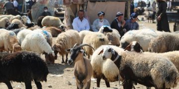 نرخی کیلۆیەک گۆشتی بەرخ بەرزبووەوە